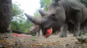 Hungry Rhinoceros Smashes And Chomps Down On A Watermelon