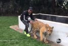 Lewis Hamilton Comes Up Behind A Tiger And Scares It