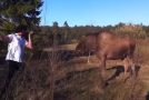 Man Hilariously Saves His Woman From A Moose
