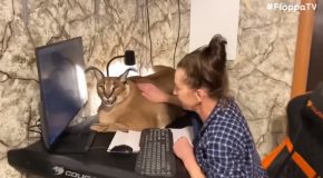 Massive Caracal Just Wants To Stay With Her Owner