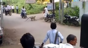 Milkman Gets Attacked By A Group Of Monkeys
