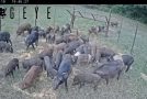 One Trap Manages To Capture 48 Feral Hogs