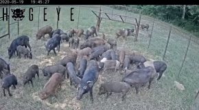 One Trap Manages To Capture 48 Feral Hogs