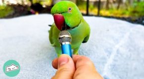 Parrot Loves Calling Its Friends Over Zoom Call