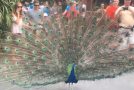 Peacock Opens Its Feathers In Front Of Many People