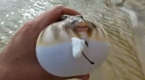 Pufferfish Puffs Up In Hand
