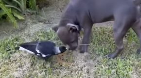 Rescued Magpie Thinks That It’s A Dog