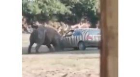 Rhino Completely Destroys A Car