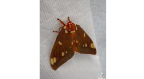 Royal Walnut Moth Evolves From A Caterpillar