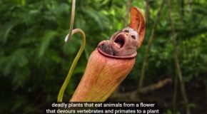 These Plants Can Eat Animals