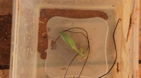 Three Huge Parasites Come Out Of A Praying Mantis
