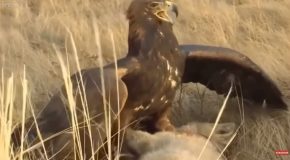 Top 10 List Of The Most Merciless Eagle Kills