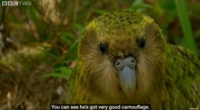Wild Parrot Attempts To Mate With A Man’s Head