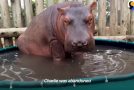 Baby Hippo Raised Around Rhinos Meets A Hippo For The First Time