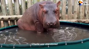 Baby Hippo Raised Around Rhinos Meets A Hippo For The First Time