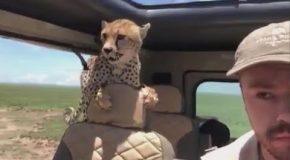 Cheetah jumps right inside a safari vehicle
