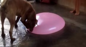 Dog Pops A Huge Water Balloon