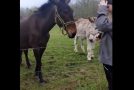 Dogs Get Electrocuted By An Electric Fence As A Donkey Laughs