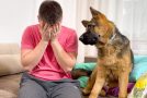 German shepherd puppy’s adorable reaction to his owner ‘crying’