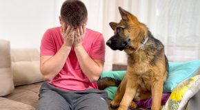 German shepherd puppy’s adorable reaction to his owner ‘crying’