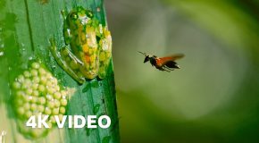 How these frogs defend their eggs from wasps