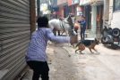 Poor horse gets attacked by an angry dog