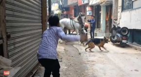 Poor horse gets attacked by an angry dog