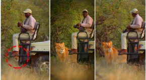 Reason why lions don’t attack people on Safari vehicles