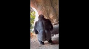 Silverback gorillas showcasing their incredible strength