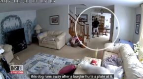 Testing Dogs To See If They Would Defend Their Owners During A Home Invasion