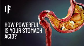 What may happen if your stomach acid ever disappeared