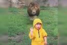 Baby boy gets lunged at by a lion in a zoo