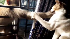Cat and monkey have a playful fight