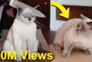 Cat has a funny reaction to a cake that looks just like it