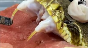 Different snake venoms dissolving flesh