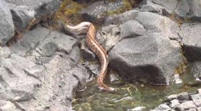 Eel goes out of the water to hunt a crab
