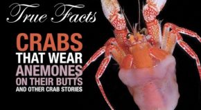 Facts about crabs that will astonish you
