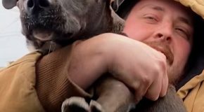 Good man rescues a pitbull abandoned at a gas station