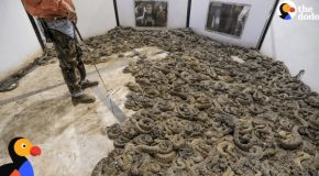 Mass rattlesnake killing contest is the ultimate form of cruelty
