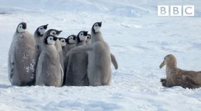 Penguin chicks get saved by another species of penguin