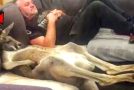 Rescued kangaroo loves watching TV and lying down