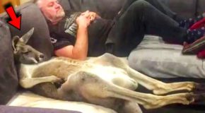 Rescued kangaroo loves watching TV and lying down