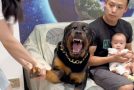 Rottweiler protects her owner’s daughter with everything it has