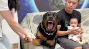 Rottweiler protects her owner’s daughter with everything it has
