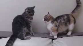 Short cat trying to fight with a taller cat is the best thing on the internet