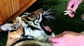 Tutorial on how to pull a tiger’s tooth