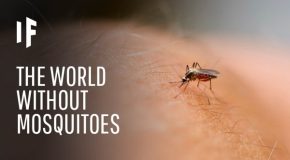 What might happen if every mosquito died