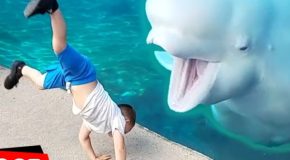 Beluga whales and other aquatic animals being goofballs