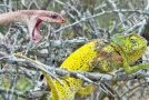 Chameleon bites a venomous snake as it attacks it