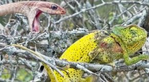 Chameleon bites a venomous snake as it attacks it
